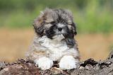 LHASSA APSO 093